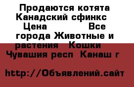 Продаются котята Канадский сфинкс › Цена ­ 15 000 - Все города Животные и растения » Кошки   . Чувашия респ.,Канаш г.